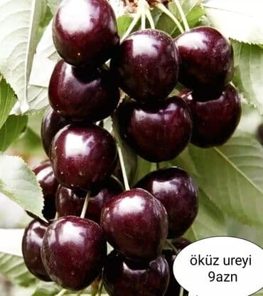 bitki dərmanları satışı: Килемейве. Тинклери. Сатылыр. Чатдырыма. Вар. Вотсапп — 9