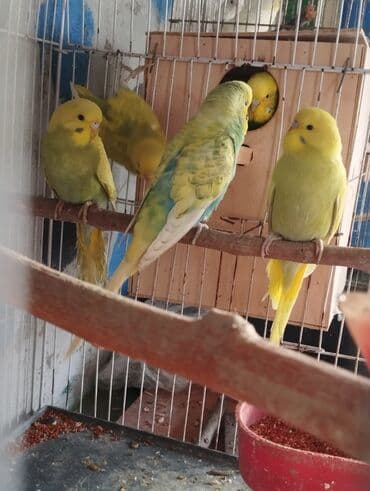 tutuquşu haqqında: 13 ededdir aktiv balalardir deneyle 9 manat hamsini alana 8 manatdan — 6