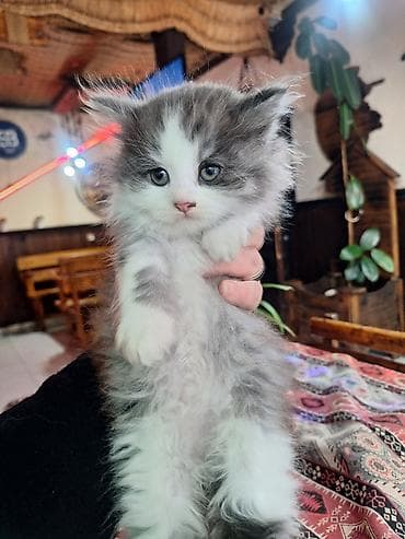 где продаются котята: Шиншилла, Самец, Самка — 6