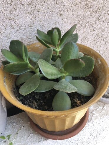 ağacların dərmanlanması: Pul ağacı — 5