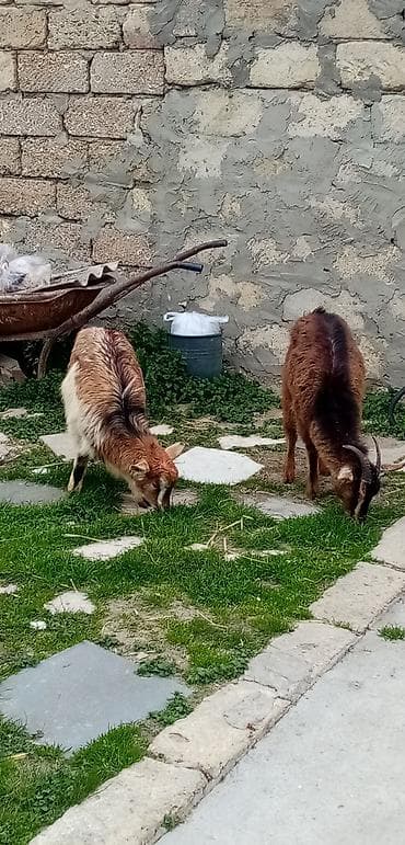 Salam saglam arpa yonca yeyen çəpişlərdi real alıcılar zeng vursun