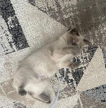 pisiy adlari: Britan — 3