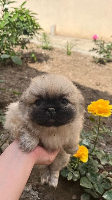 it satislari: Pekines, 2 ay, Dişi, Peyvəndli, Rayonlara çatdırılma — 3
