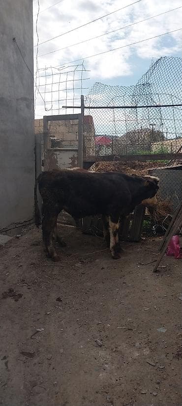 Рогатый скот: Mal-qara: 2 baş dana - Növü: Yerli cinsli (Simmental tipli rəng — 8