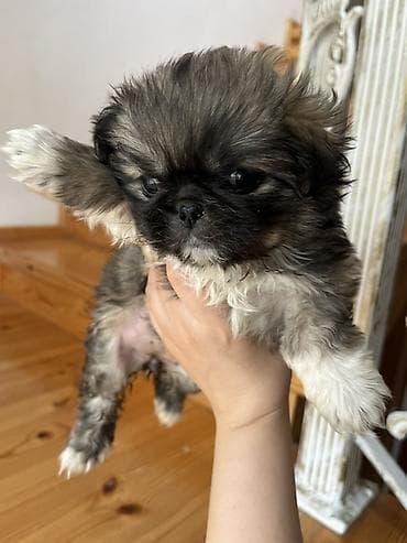 ıtler: Pekines, 1 ay, Dişi — 4