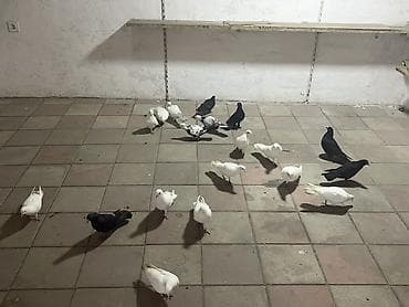 cins goyərcinlər: Salam tam sağlam quşlardır biri 5m aşağıda vermək olar — 3