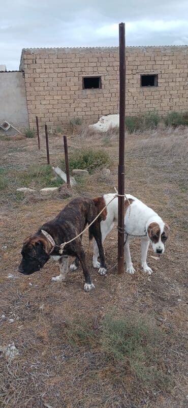 it davası 2020: Qurdbasar, 1 il, Dişi, Peyvəndli, Ödənişli çatdırılma — 4