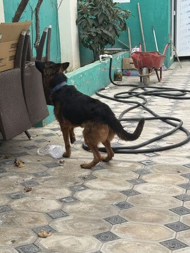 pomeranian dişi: Alman çoban iti, 1 il, Dişi — 2