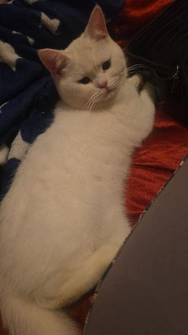 Pişiklər: Erkək, Yaxşı əllərə — 2