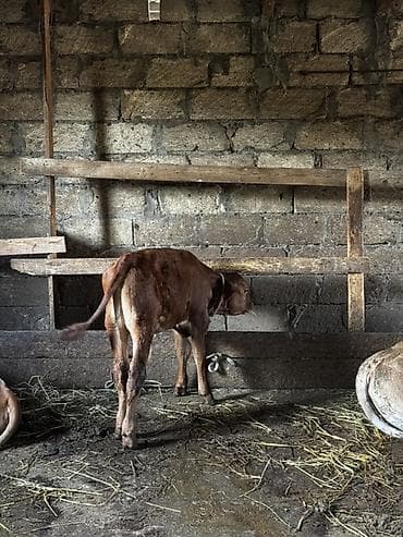 quzu satılır: Təmiz erkək anqus dana satılır. 2 ayın içindədir. Süni mayalanmadan — 10