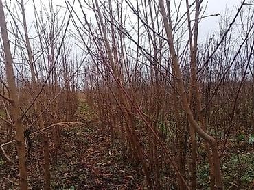 подарки на 8 марта: Salamlar. 4 sort Gilas. Her Srtdan 15-20 dənə qalıb. RAMANOFGA — 2