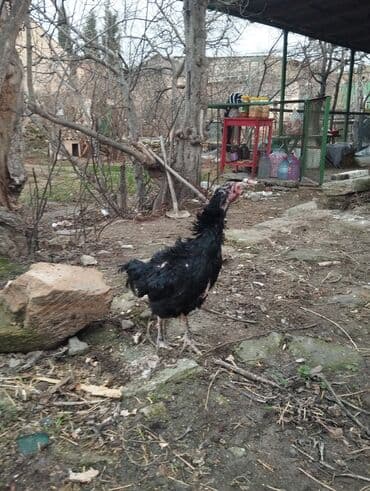 cins xoruzlar: Xoruz, Heyratı, il: 1, Ünvandan götürmə — 7