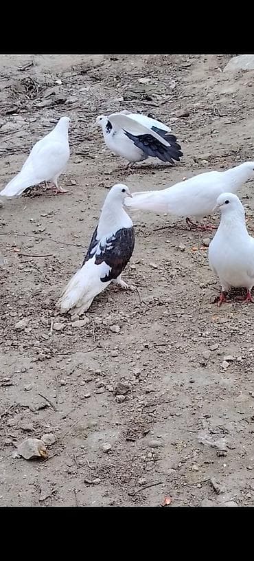 Pişiklər: Qowa cep hunkari mayadi. Erkeyi yoxdu deye satiram. Maraqlanan burada — 3