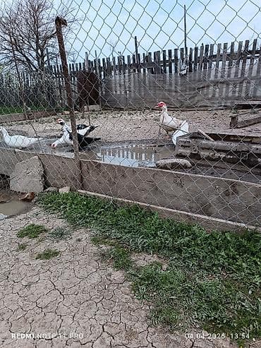 erkey danalar: Dişi, | Lal ördək, Damazlıq, Ünvandan götürmə, Ödənişli çatdırılma — 8