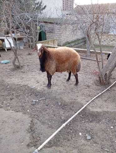 Qoyunlar, qoçlar: 1 yaş 1 ay qala erkey qiymete göre narahat etme diri ceki 88 kilo — 1