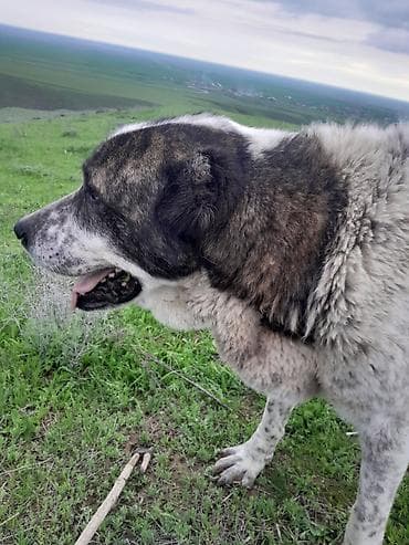 alabay itləri: Alabay — 6