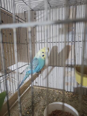 Yarmalar və paxlalar: Hazır cüt bir dəfə bala alınıb maya yuva qizdirir erkek təmiz qan — 1