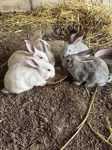 doşan şəkilləri: Bala dovşanlar biri 5 manat sağlam dovşanlardı yemə düşüblər 1.5 — 3