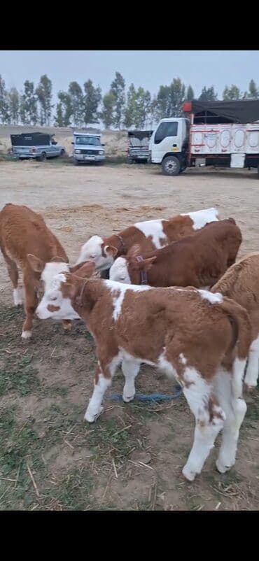 ala inek: Məhsul: Simmental tipli buzovlar Təsvir: - Şəkillərdə ağ-qəhvəyi — 1