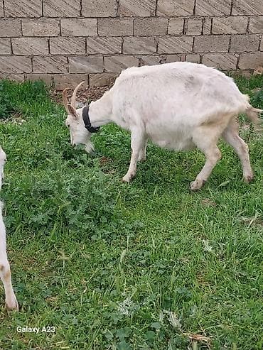 dovşan balası: Boğaz sanen Süd keçisi – ağ rəng, buynuzlu, boynunda dəri yaxalıqla. - — 3