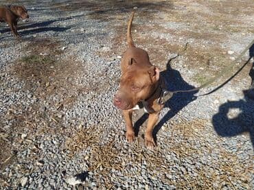 itlər pitbul: Pitbul — 6