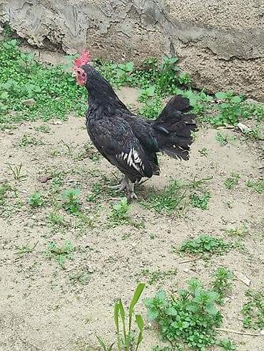 Toyuq, Damazlıq — 4