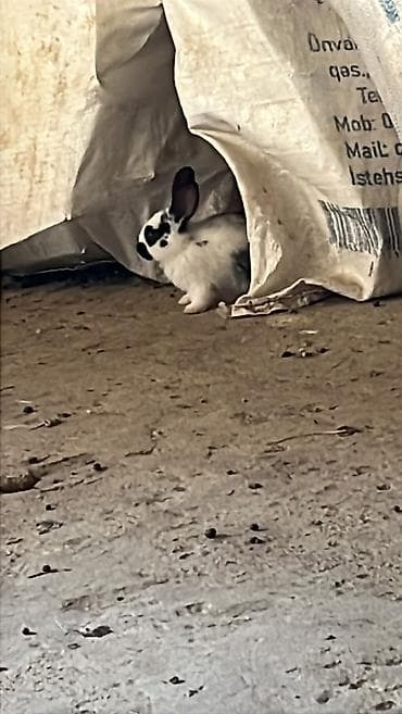 Çut bala doşan satılır təcili boş yerə narahat etmiyin fikiri ciddi