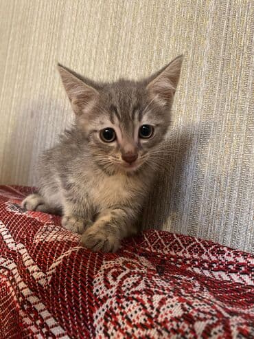 pisiylər: Şotland, Erkək, Yaxşı əllərə, Ünvandan götürmə — 2