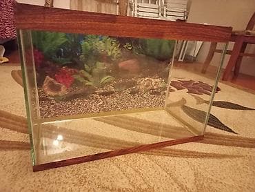 baliq akvarium satisi: 6liq suseden akvaryum satılır,hundurluyu- 45, eni- 35, uzunlugu- 65 — 1