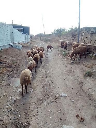heyvan bazari: 27 baş qoyun satılır. - Say: 27 baş - Növ: yerli qarışıq ətlik/südlük — 1