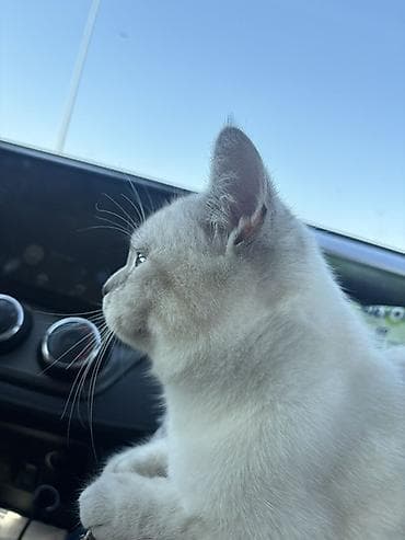 british pişik: Britan, Cütləşmə üçün — 3