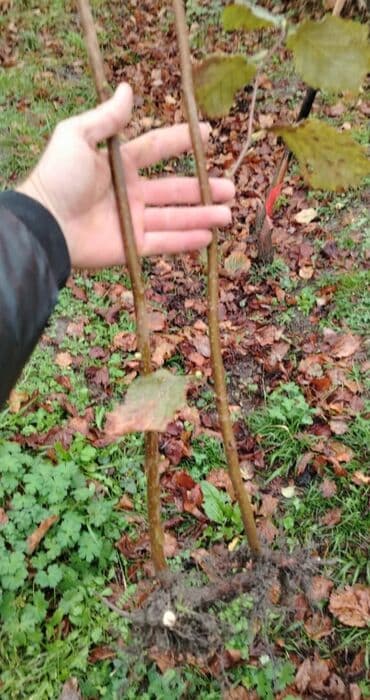 Çöl bitkiləri: Fındıq tingləri – qozalı fındıq (hazelnut) sortu - Açıq köklü — 2