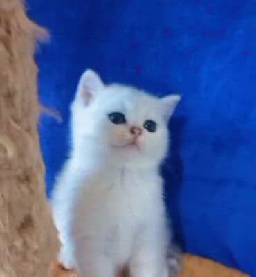 pişik satisi: Dişi, Yaxşı əllərə, Ünvandan götürmə — 2