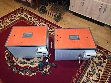 İtlər: Salam inkubator təzədi işlənməyib ikisi bir yerdə 300 AZN isdiyenler — 1