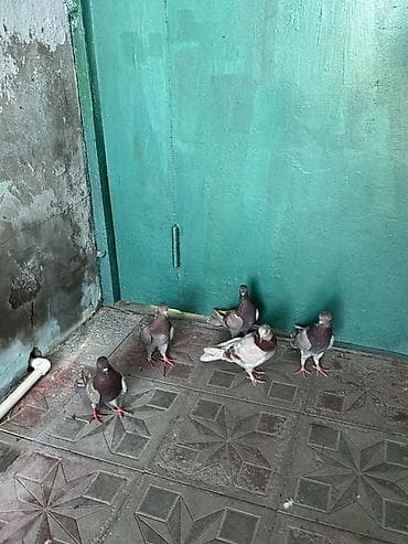 goyercinle: Kom 10 manatdan temz morlardi — 4
