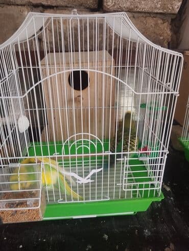 Dalmatin və standart rənglərdə dalğıç (dalmaşın) papuqayları –