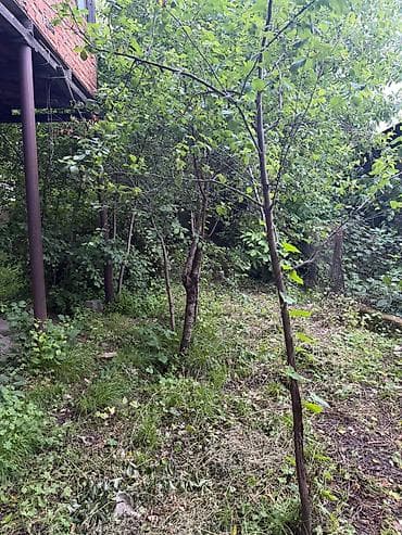 ecemı kıraye evler: Şəki, 82 kv. m, 3 otaqlı, Hovuzsuz, Su — 5