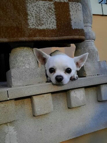 сколько стоит собака чихуахуа: Çixuahua, 7 il, Erkek, Cütləşmə üçün — 3