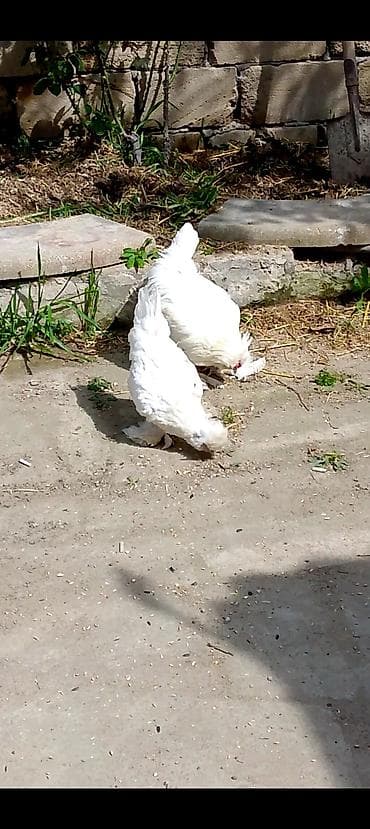 qusxana: Toyuq, Damazlıq, Ödənişli çatdırılma — 8