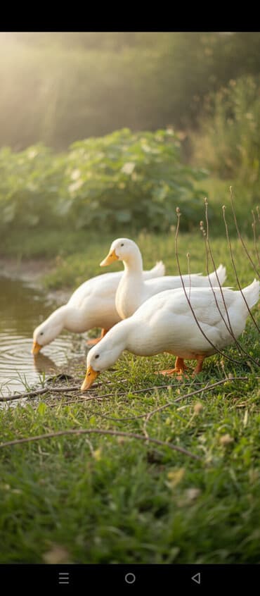 hələb kecilərin qiyməti: Ağ rəngli ördəklər - Say: şəkildə bir neçə baş - Yemlənməsi: otlaqda — 1
