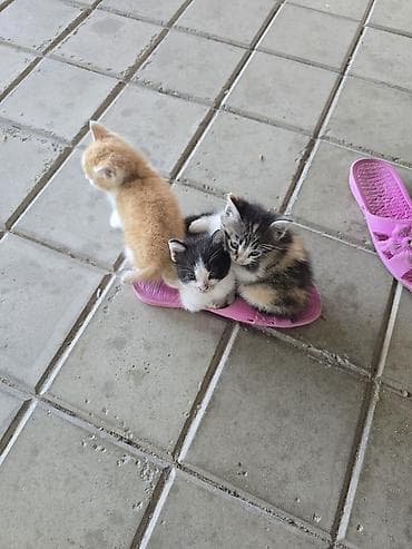 Ünvandan götürmə — 3