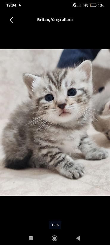 Heyvanlar: Britan, Yaxşı əllərə, Ünvandan götürmə — 3