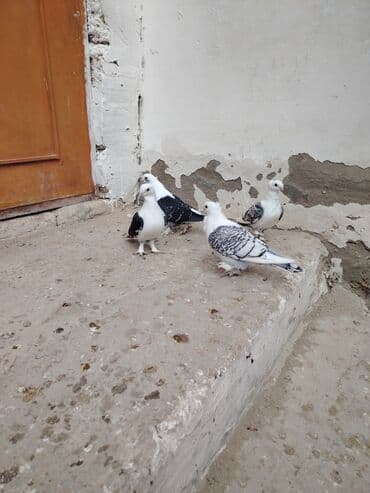 Птицы: Salam 4 dü 50 Bal Qiymətə görə heçkim Narahat Eləməsin quş göz önündə — 3