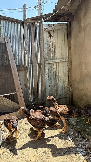 cuca: Heyratı cücələri 3 aylıqların tamam eləmiyiblər hələ yaxşı heyvanların — 1
