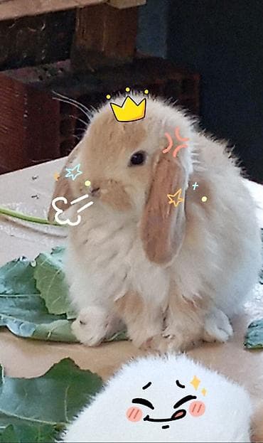 ana ari satisi: Mini Lop dekorativ dovşan balaları - Cins: Mini Lop (aşağı sallanan — 2