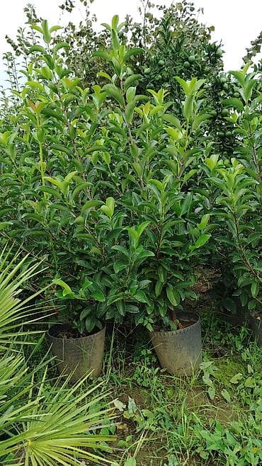 пластик окна: Bağ və landşaft üçün dekorativ bitkilər – müxtəlif növ əkilməsi hazır — 8