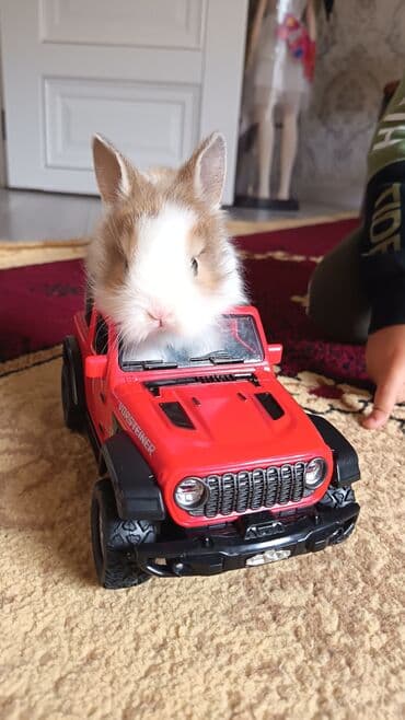 toyuq cücə satışı: Dovsan balalari topdan Ve tek satilir. Yerli ve cins balalar — 9