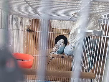 Akvariumlar: Məhsul: Dalmatian naxışlı və mavi-ağ çalarlı dalğıncıq (budgerigar) — 4