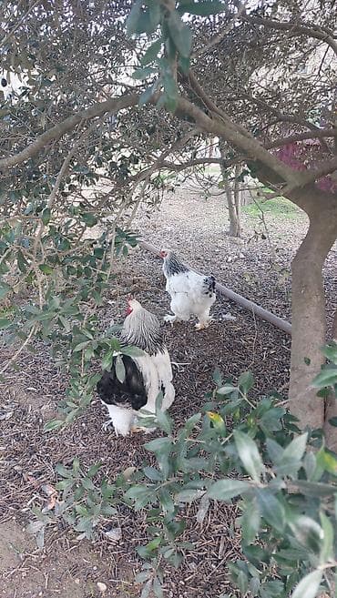 brama cüce: Toyuq, Brama, Damazlıq — 5