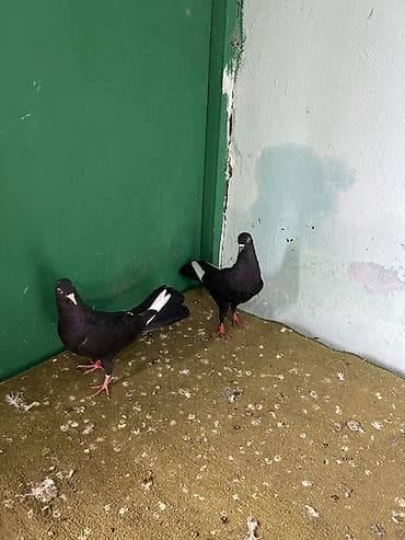 гусь: Salam cutduler qiymet sondu — 3